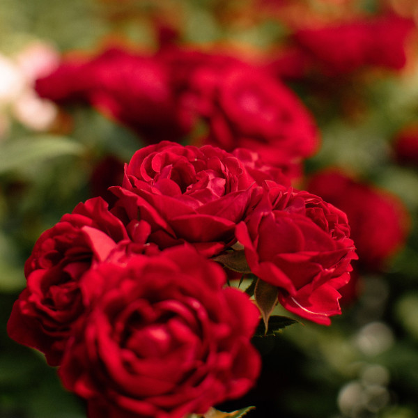 RUBY TERRAZZA®
